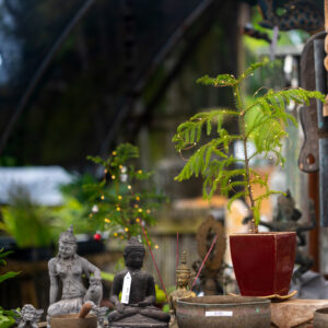 potted living Christmas tree table top