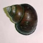 Invasive Pest Apple Snail