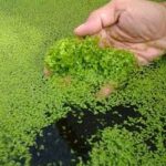 Duck Weed floating invasive plant