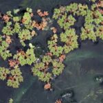 Fairy Fern ( Azola )