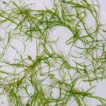 Sago Pondweed invasive Floating Plant Hawaii