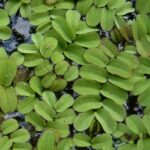 Salvinia auriculata invasive Floating Plant Hawaii