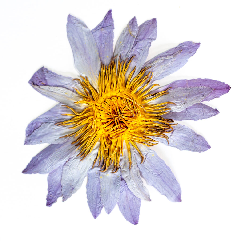 Blue Lotus Lily flower tea-1
