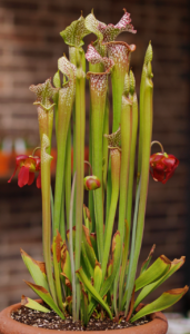 Blooming Sarracenia Leucophylla a passive pit fall pitcher plant native to North America, on display