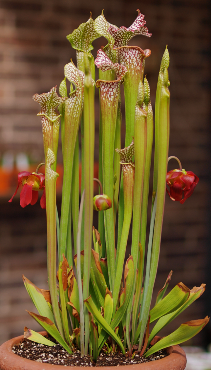 Leucophylla, Carnivorous, Garden Ponds, Sarracenia, passive pit fall trap, flowering, native to north america, marginal plant, bog plant