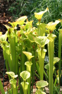 Sarracenia Flava Flava green trumpet pitchers 