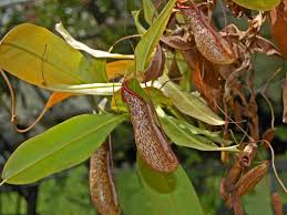 Nepenthes (Tropical Pitchers) Nepenthes Miranda , Carnivorous Plant