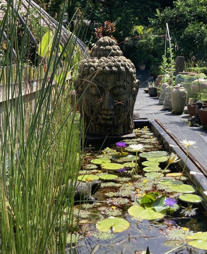 Native, Edible and Herbal Water Plants in Hawaii