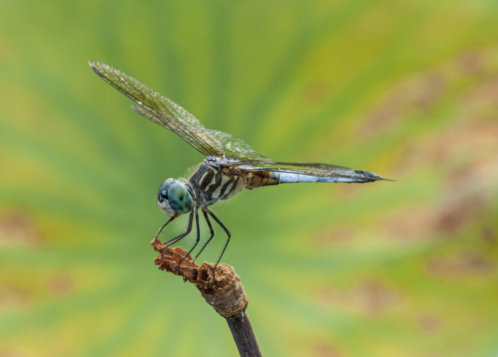 Dragonflies in the Garden: Thriving in Transition