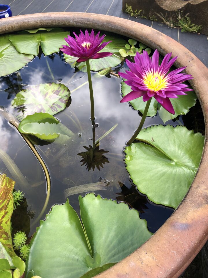 How to Start a Water Garden