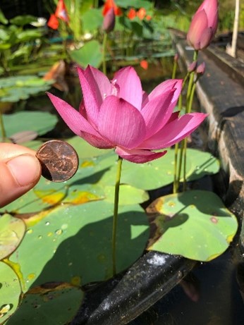 New Micro Lotus at Garden Ponds: Spring Rain in Linan