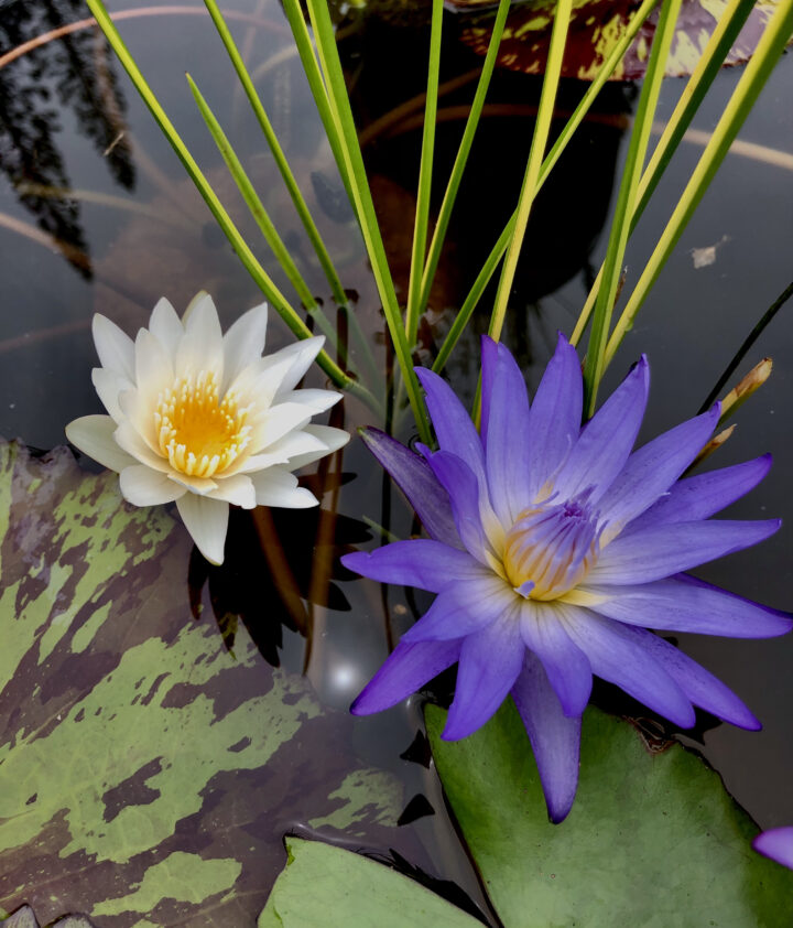 Enchanted Garden: Top Water Lilies of the Season by Garden Ponds
