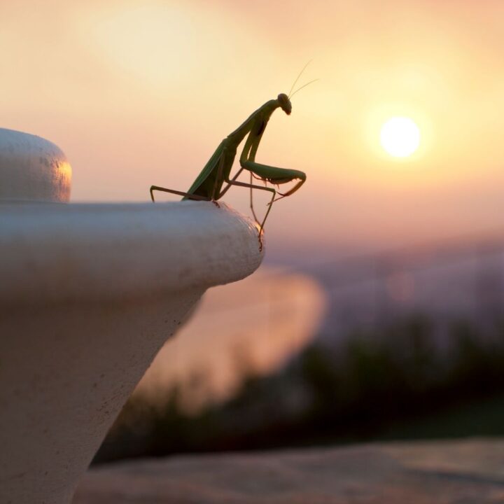 Contest Time! Build a Habitat for the Chinese Praying Mantis: Garden Guru that Reduces Plant Pests