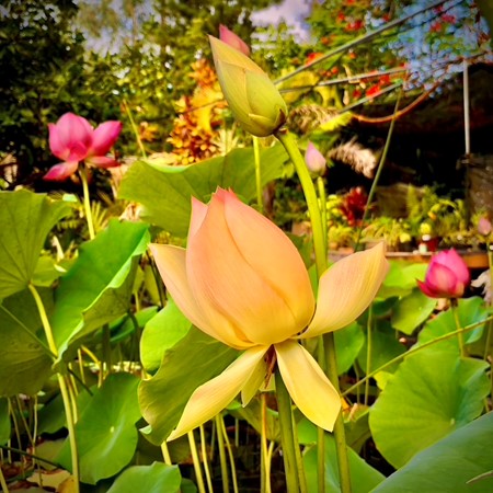 Early Spring is Lotus Time in Hawai’i