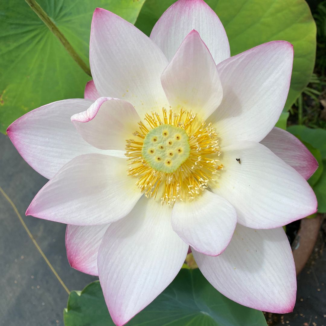 Pink & Purple Lotus, Lily Pads Pond