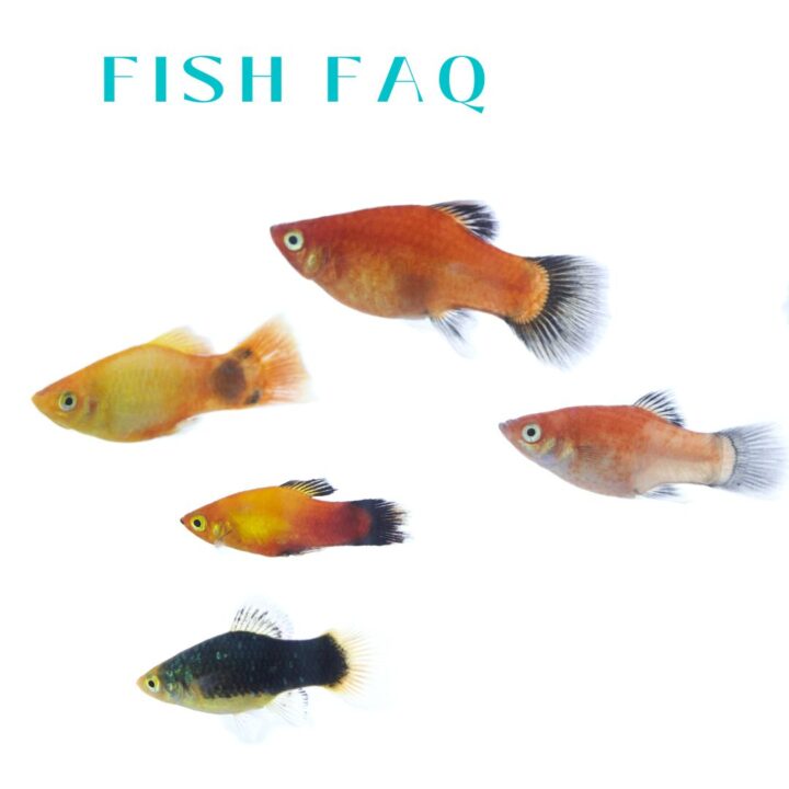 Fish in your Water Garden FAQ