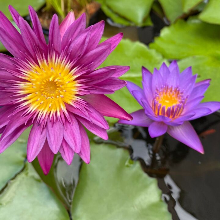 Water Lily Care