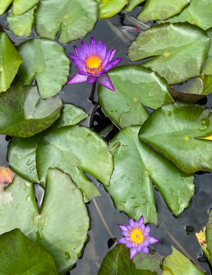How to Grow A Viviparous Water Lily
