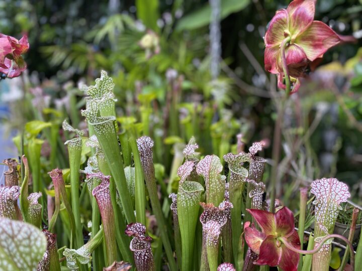Carnivorous Pitcher Plants in Hawaii