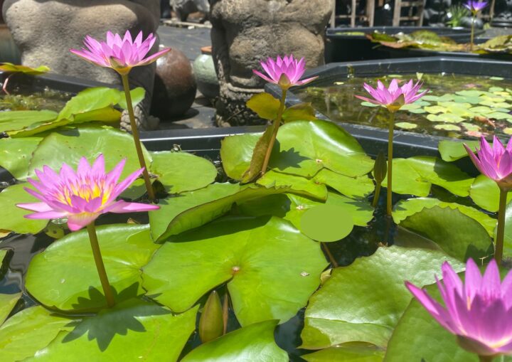 WATERLILY FEATURE: NYMPHAEA RUBY