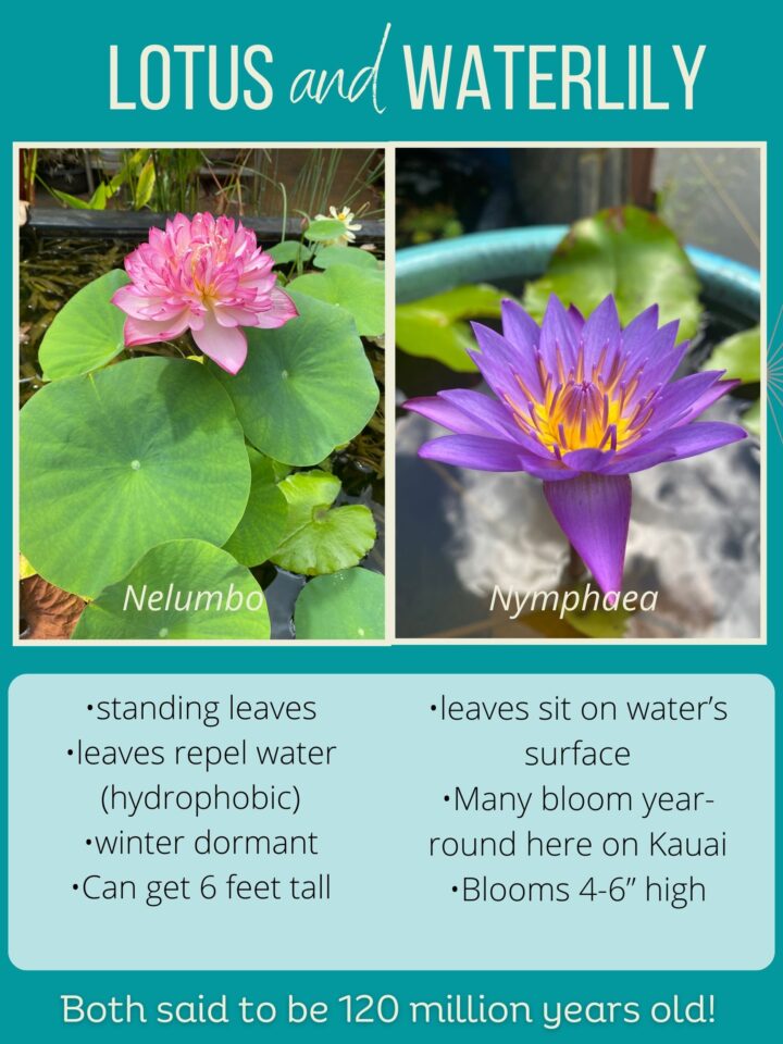 ANCIENT LOTUS AND WATERLILY DORMANCY
